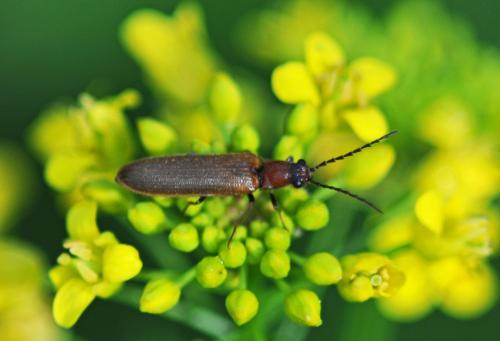 Réf. 302 934 : Denticollis linearis